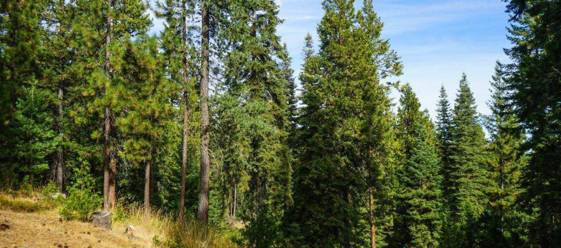 CRL_640_SiskiyouCounty_09